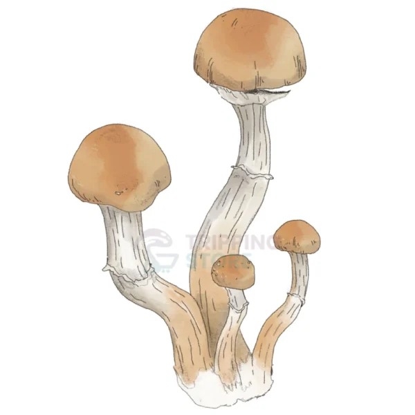 B+ SPORE SYRINGE