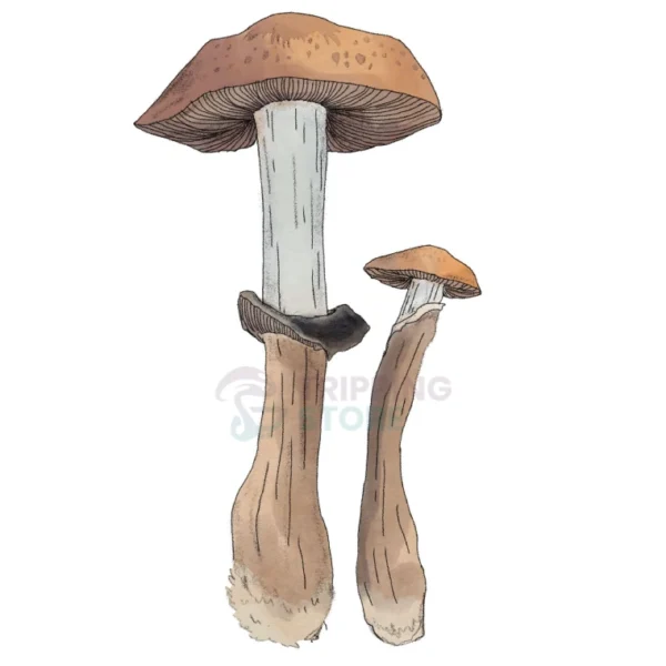 MCKENNAII SPORE SYRINGE
