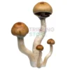 B Plus mushroom spore syringe for microscopy research and mycology study