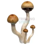 B Plus mushroom spore syringe for microscopy research and mycology study