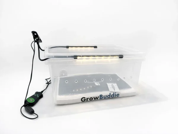 Magical Grow Buddie (2026 Digital Model)