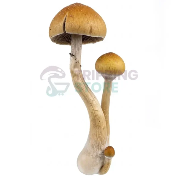 Golden Teacher mushroom spore syringe for microscopy research and mycology study