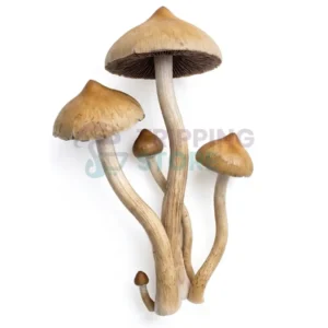 Aztec God mushroom spore syringe for microscopy research and mycology study