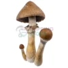 Jedi Mind Fuk mushroom spore syringe for microscopy research and mycology study