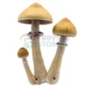 Pes Amazonian mushroom spore syringe for microscopy research and mycology study