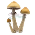 Pes Amazonian mushroom spore syringe for microscopy research and mycology study