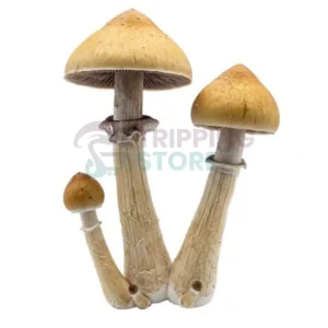 Pes Amazonian mushroom spore syringe for microscopy research and mycology study