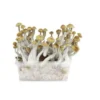 spores, mushroom, grow, spore, kits description: mushroom, grow