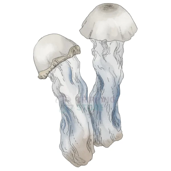 YETI SPORE SYRINGE