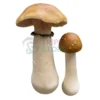 Albino A Plus mushroom spore syringe for microscopy research and mycology study