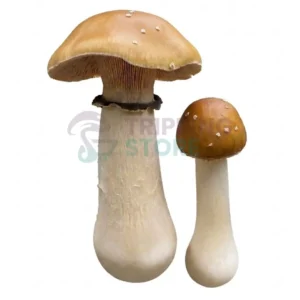 Albino A Plus mushroom spore syringe for microscopy research and mycology study