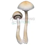 Blue Meanies mushroom spore syringe for microscopy research and mycology study
