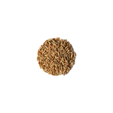 rye grain (2)