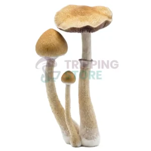 Cambodian Spore Syringe UK – Psilocybe Cubensis Microscopy Spores