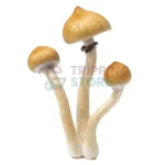 Mazatapec mushroom spore syringe for microscopy research and mycology study