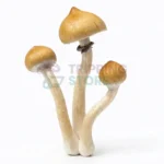 Mazatapec mushroom spore syringe for microscopy research and mycology study