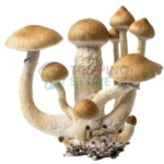 Treasure Coast mushroom spore syringe for microscopy research and mycology study