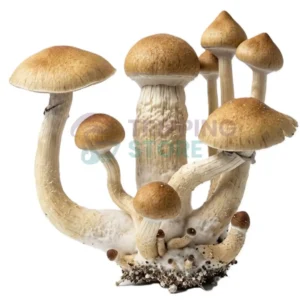 Treasure Coast mushroom spore syringe for microscopy research and mycology study