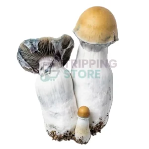 Bluey Vuitton mushroom spore syringe for microscopy research and mycology study