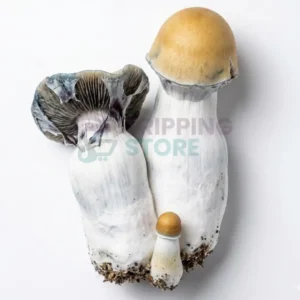 Bluey Vuitton mushroom spore syringe for microscopy research and mycology study