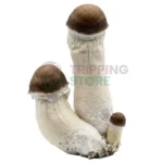 Penis Envy mushroom spore syringe for microscopy research and mycology study