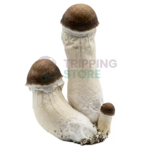 Penis Envy mushroom spore syringe for microscopy research and mycology study