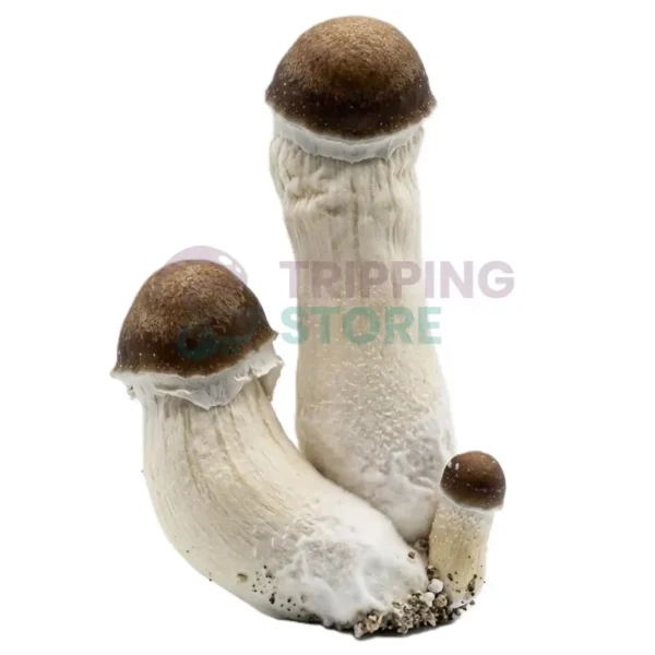 Penis Envy mushroom spore syringe for microscopy research and mycology study