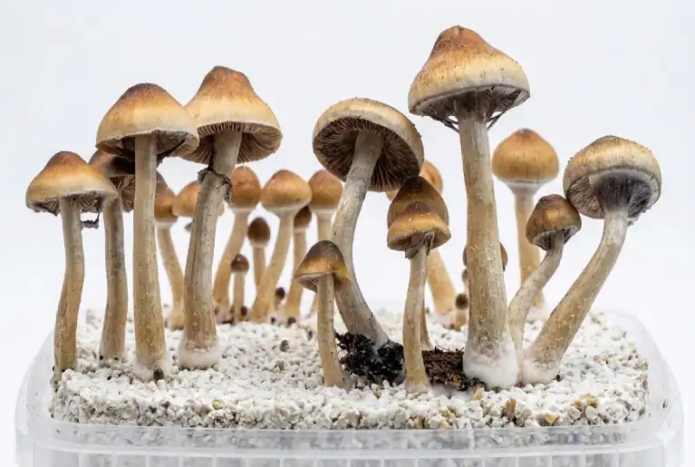 Golden Teacher Psilocybe cubensis mushroom strain commonly studied in microscopy research