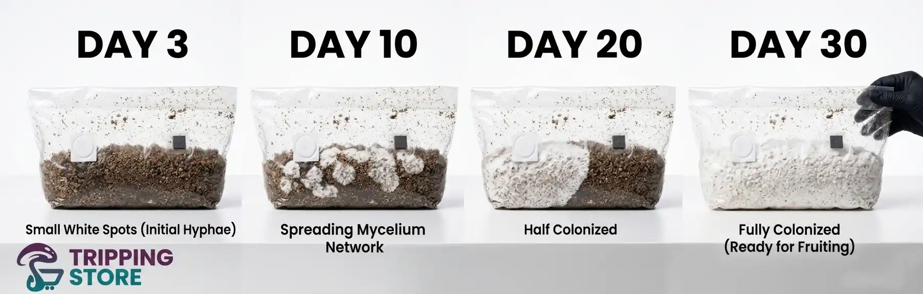 mycelium colonization time grow bag stages timeline