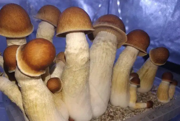 Penis Envy Psilocybe cubensis mushroom strain with thick stem and compact cap structure