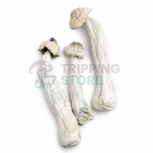 APE Spore Syringe UK – Albino Penis Envy Psilocybe cubensis Isolate for Microscopy (Liquid Culture Derived)