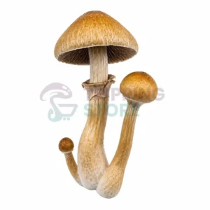 Golden Mind Fuk (Golden Teacher × JMF) spore syringe for microscopy research in sterile laboratory packaging