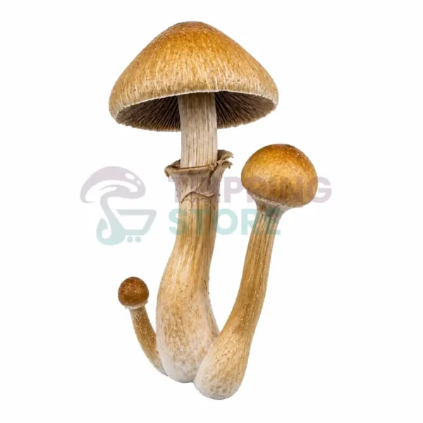 Golden Mind Fuk (Golden Teacher × JMF) spore syringe for microscopy research in sterile laboratory packaging