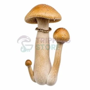 Golden Billy spore syringe UK Golden Teacher Hillbilly hybrid Psilocybe cubensis