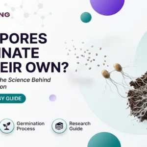 Illustration showing mushroom spores connecting to form hyphae and a healthy mycelium network, explaining whether spores can germinate on their own.