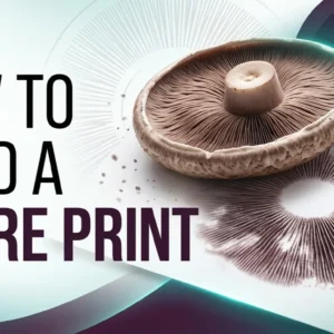How to read a mushroom spore print