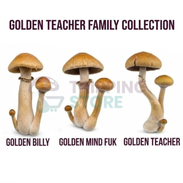 Golden Teacher Family Collection | 3 Spore Syringe Bundle UK